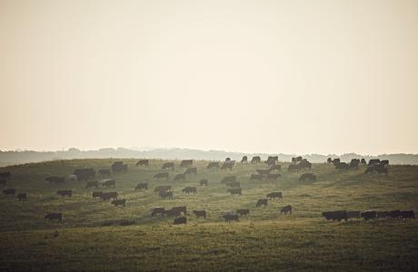 Cattle graze on a distant, grassy hillside