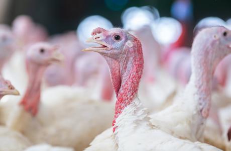 Profile view of turkeys with white feathers