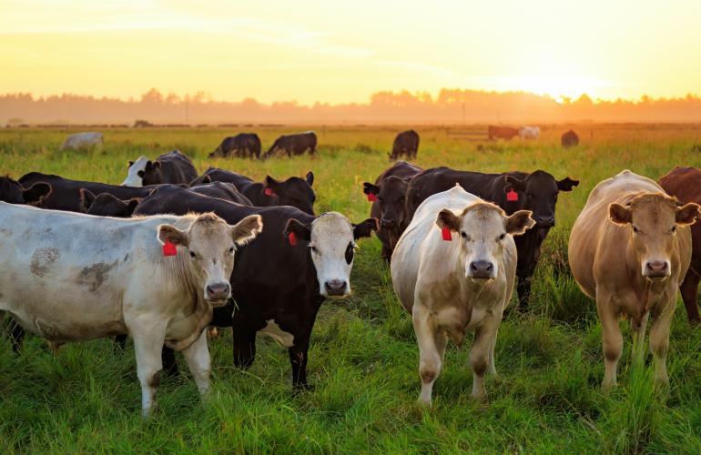 Cattle in a field wearing tags on their right ears