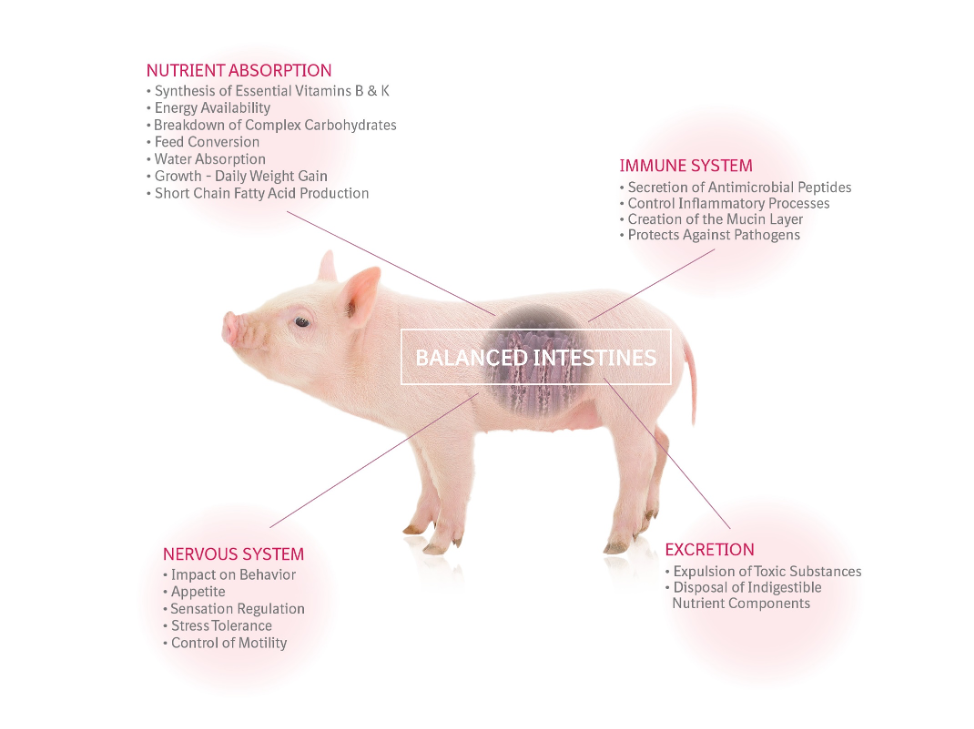 Healthy pig gut diagram