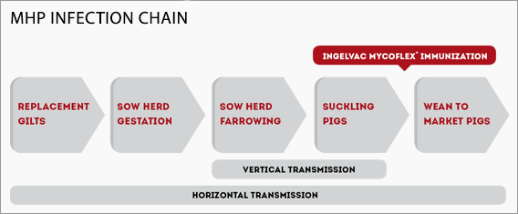 Diagram showing the mhp or m.hyo infection chain in swine barns