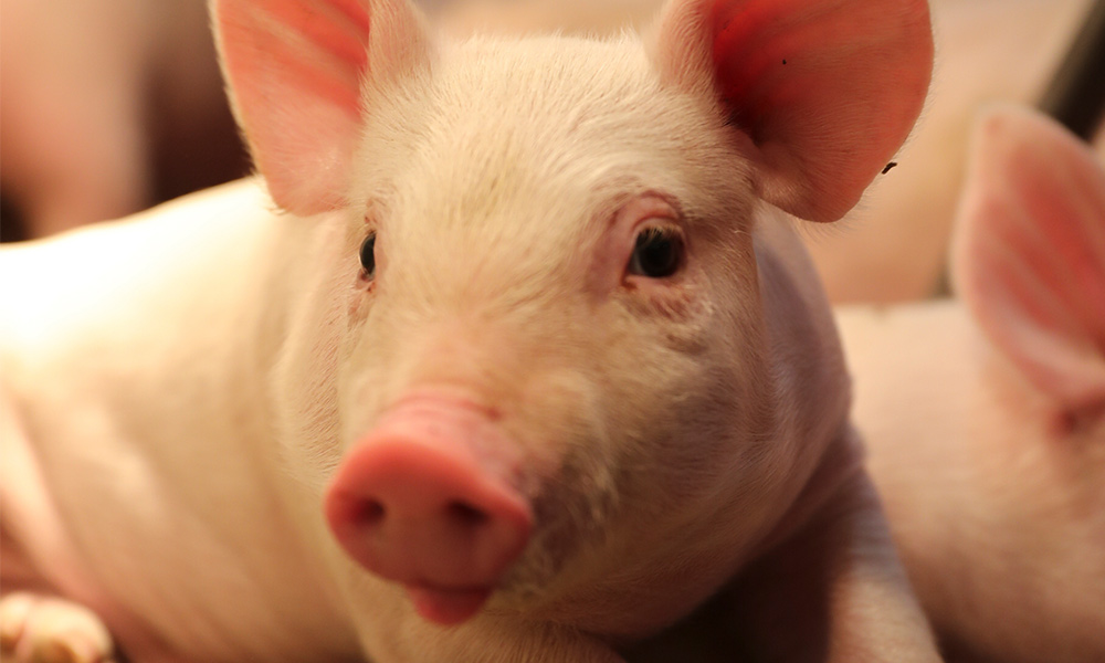 close up shot of a piglet