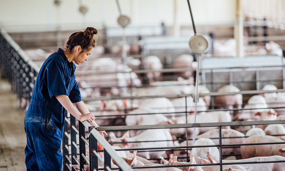 farmer observing pigs in a barn