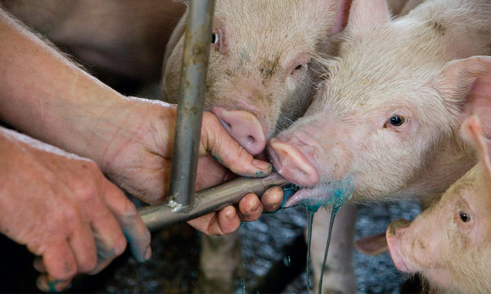 vaccine being administered to pigs