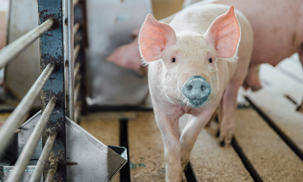 Pig with blue nose from Enterisol Ileitis vaccine