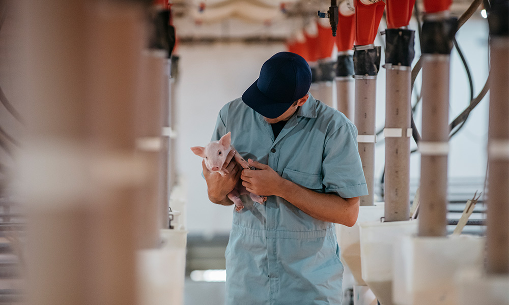 farmer holding a piglet