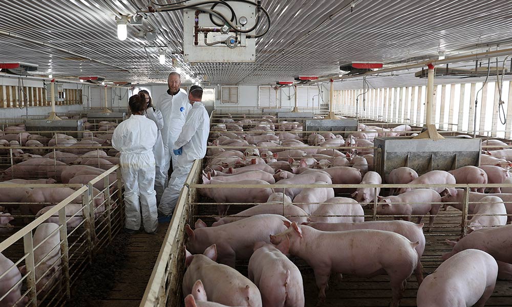 swine production staff members chatting in a pig barn