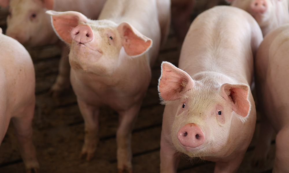 two healthy adult pigs looking up