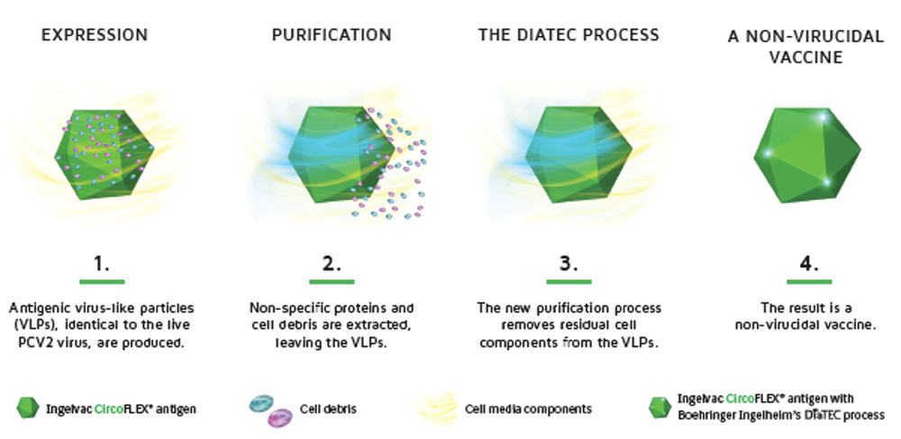 Ingelvac-Circo-FLEX-antigen-process