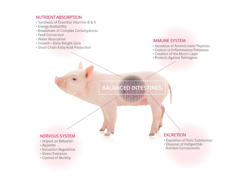 How to Break Down a Pig