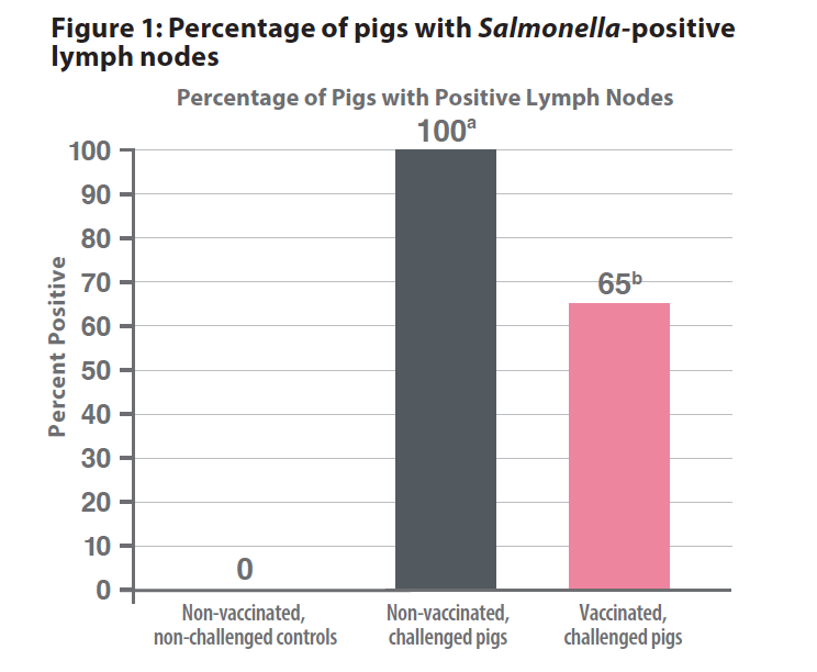  Percentage of pigs with positive lymph nodes. Non-vaccinated, non-challenged controls - 0. Non-vaccinated, challenged controls - 100. Vaccinated, challenged pigs - 65.