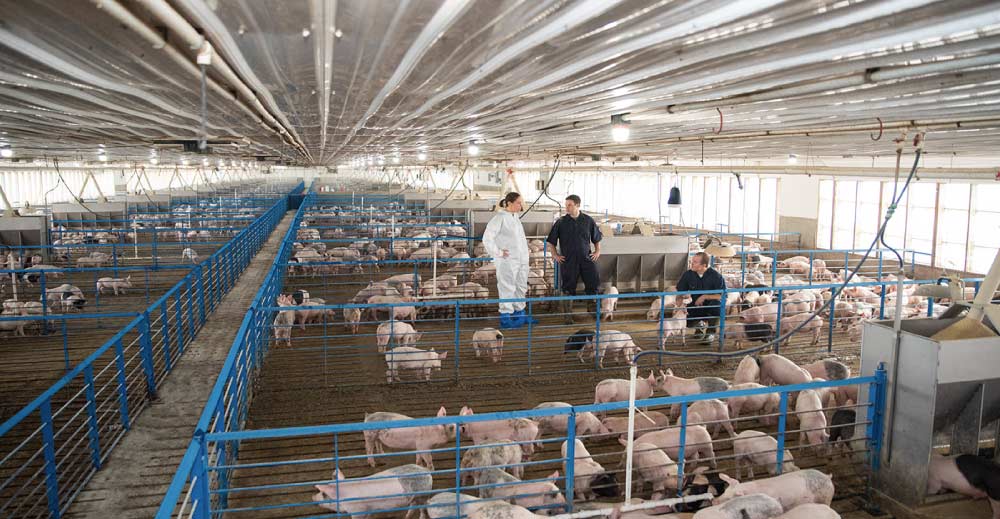 Wide shot of two people standing in the middle of a pig barn