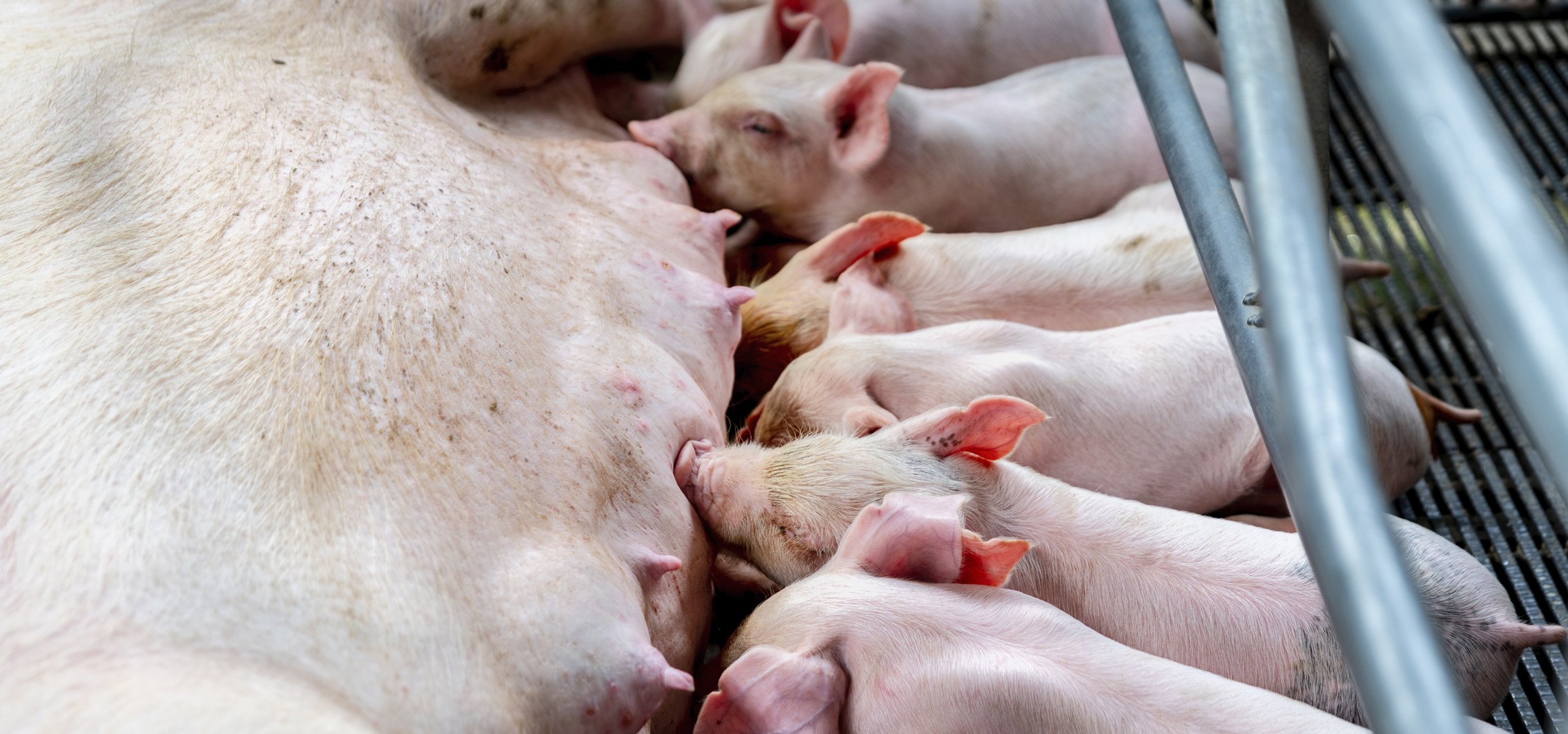 Newborn pigs nursing on mother.