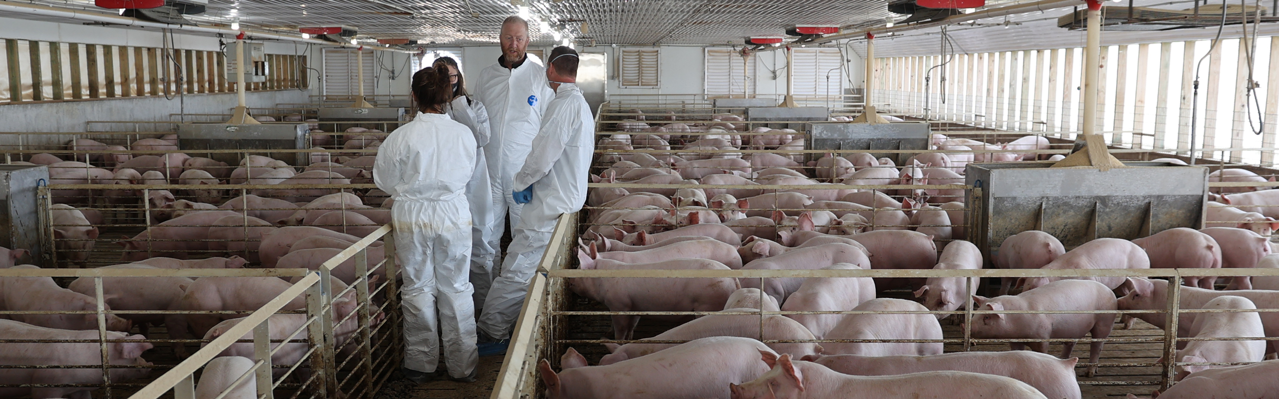 Swine in stalls with workers conferring around the swine. 