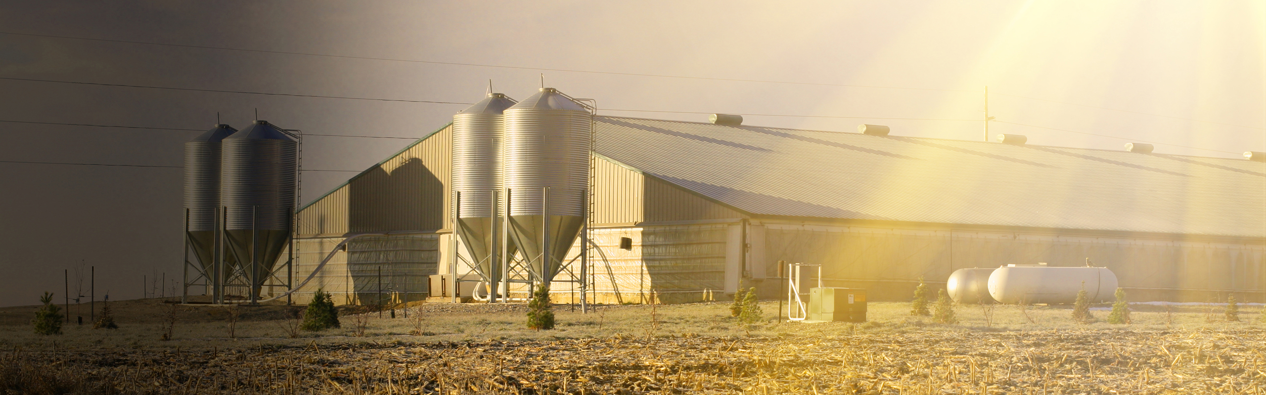 Swine farm during golden hour