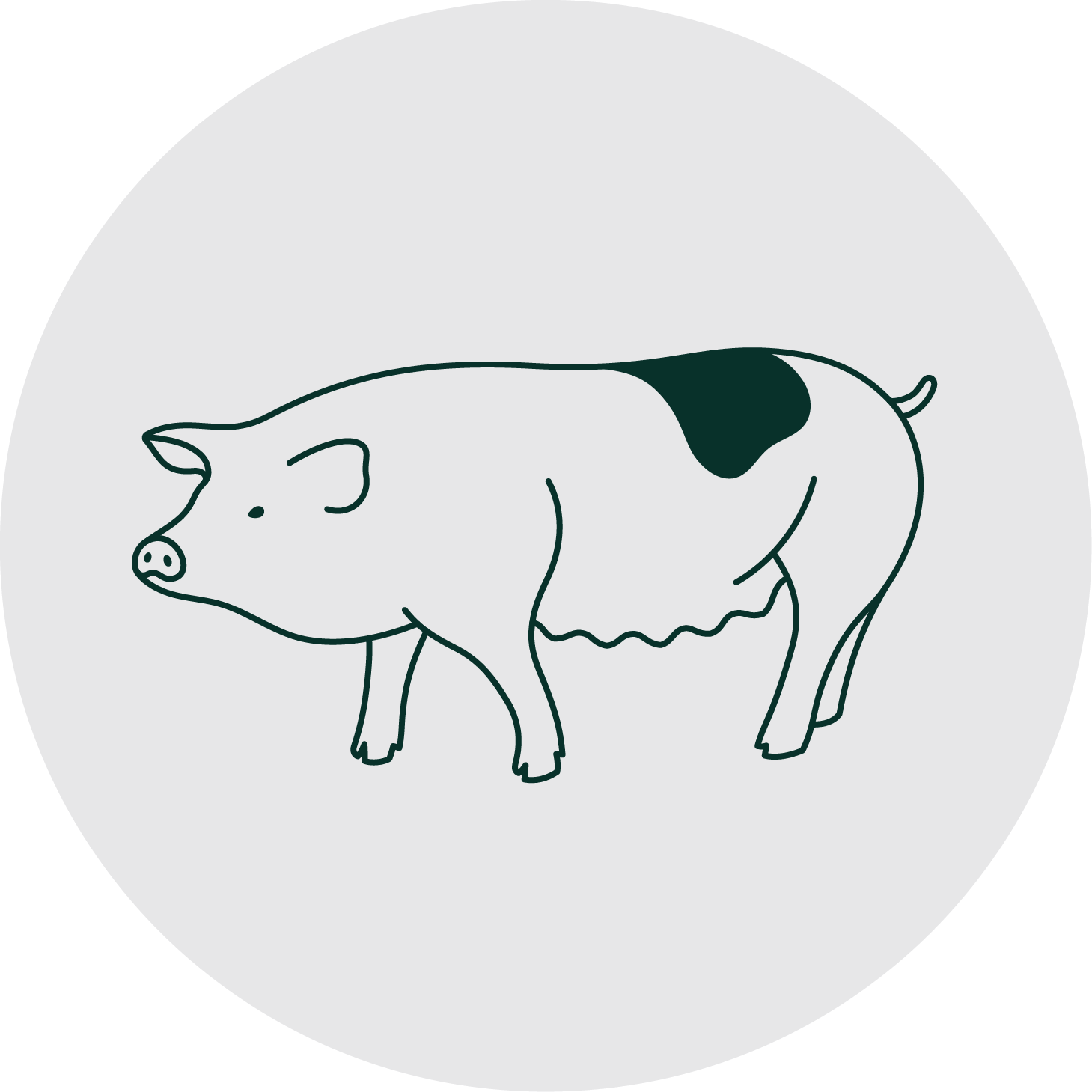 Illustration of a sow, symbolizing reproductive health.