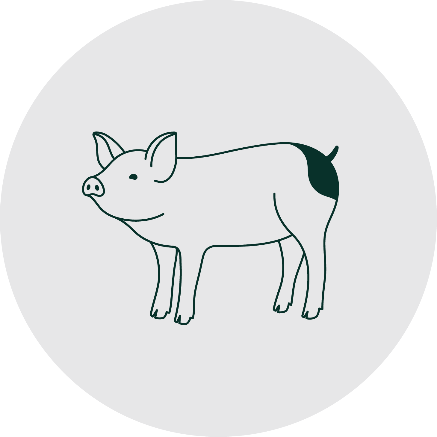 Illustration of a piglet, symbolizing systemic health.