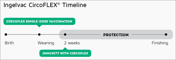 Increased immunity with CircoFLEX