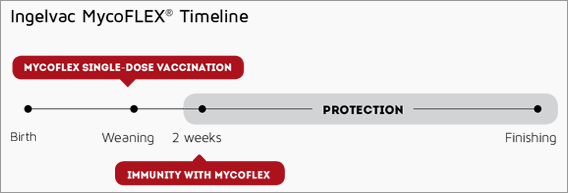 Mycoflex Swine Vaccine Dosing Timeline