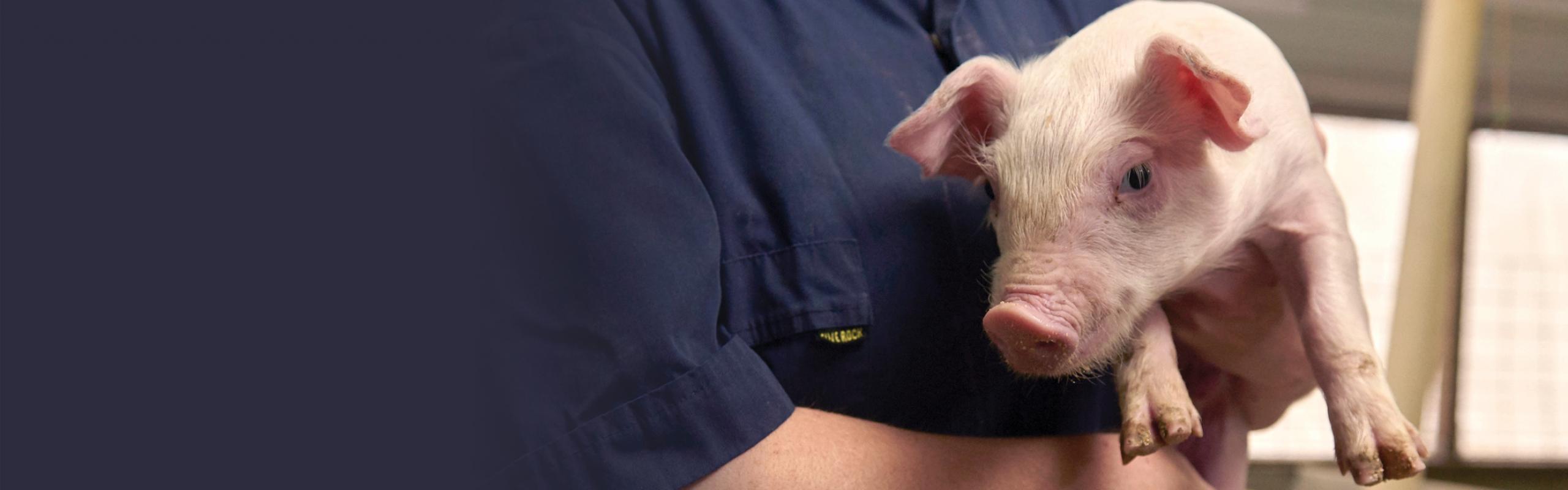 Farmer holding baby pig