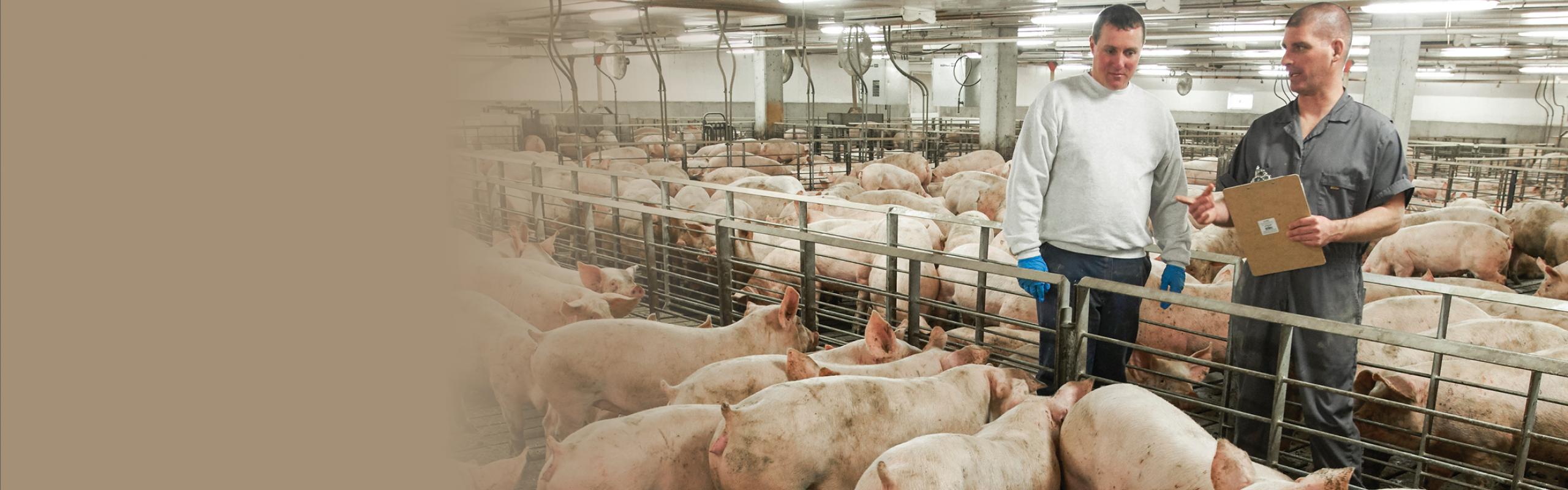 Swine farm health check
