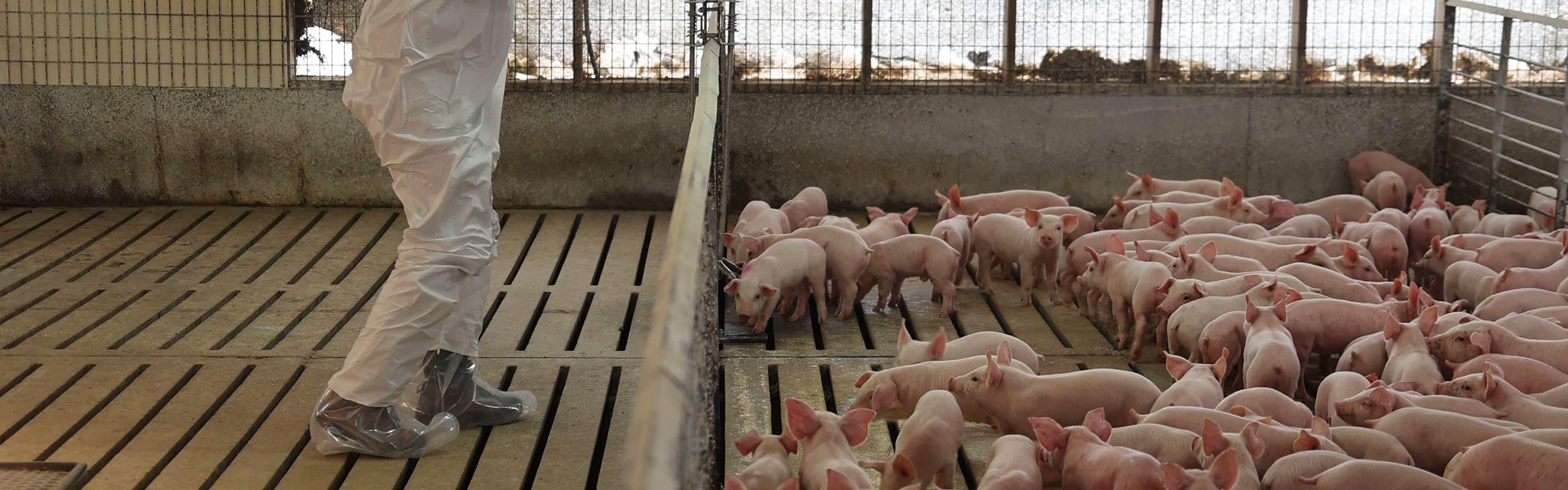 piglets in a barn