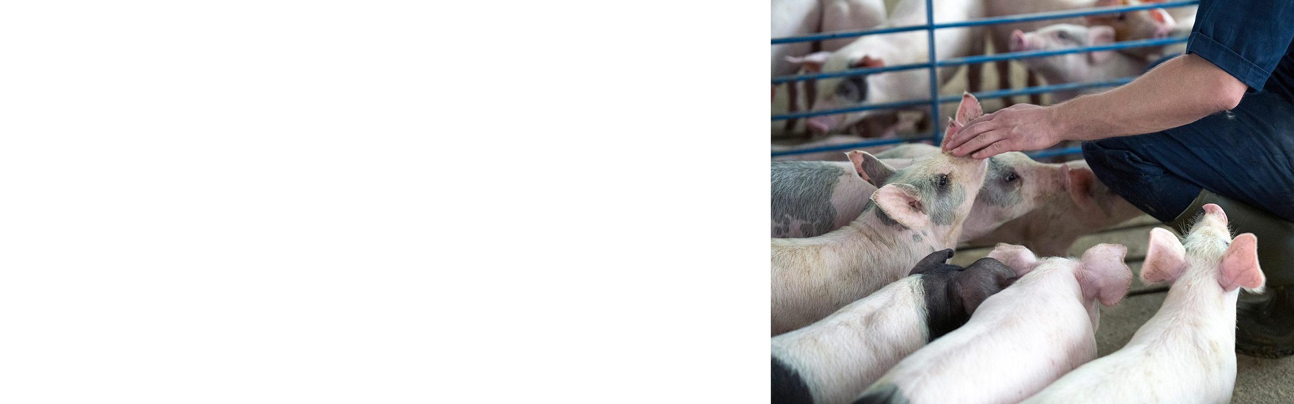 production staff member petting piglets in a barn