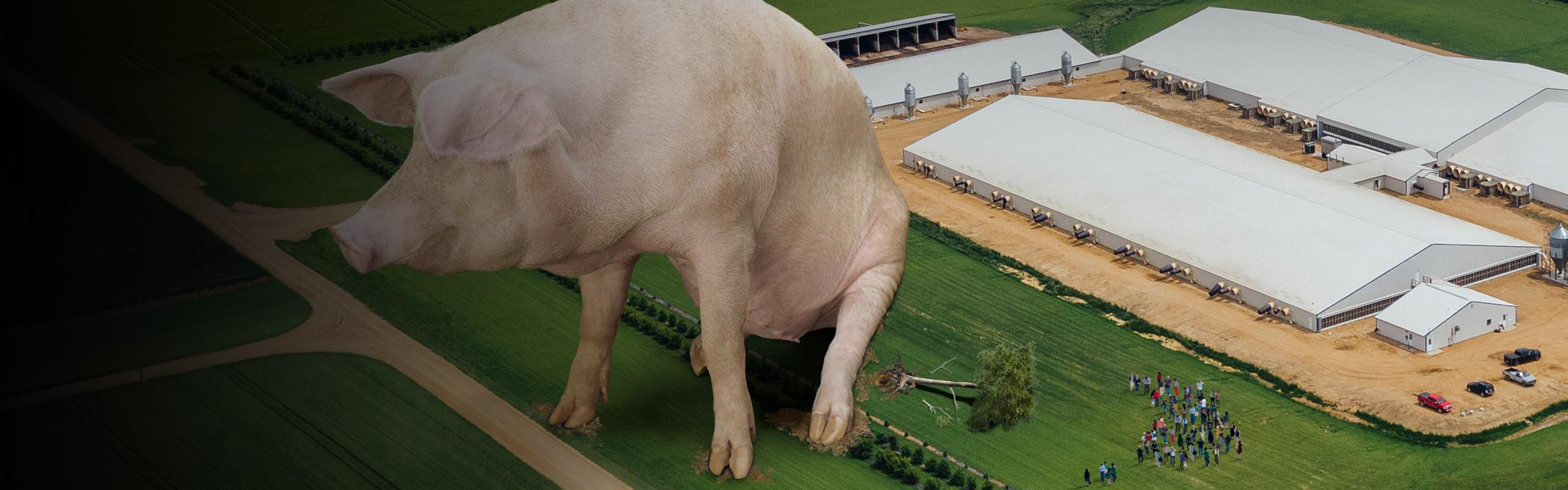 Giant pig on agricultural land