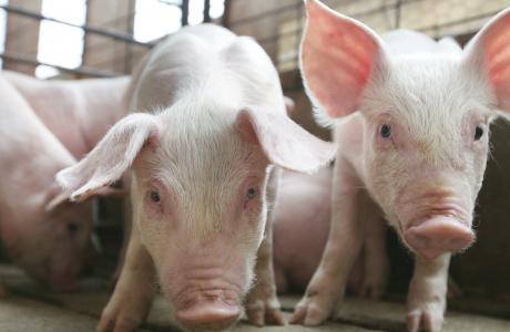 Two piglets sniff the camera in an image for healthy swine gut