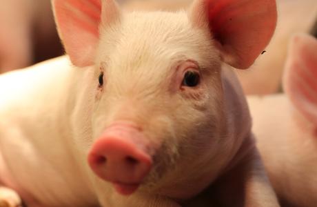 close up shot of a piglet