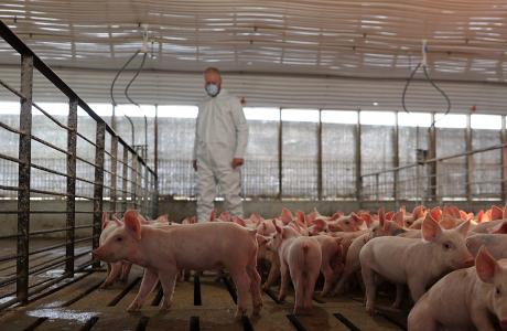 farmer observing pigs in a barn
