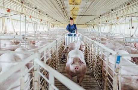 farmer ushering pig in a barn