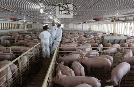 farmers and veterinarians in a pig barn
