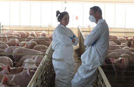 two swine production staff members chatting in a pig barn