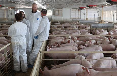 Swine in stalls with workers conferring around the swine. 