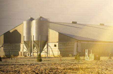 Swine farm during golden hour