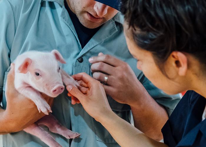 Vet holding a Piglet for SwineResource.com Health Information