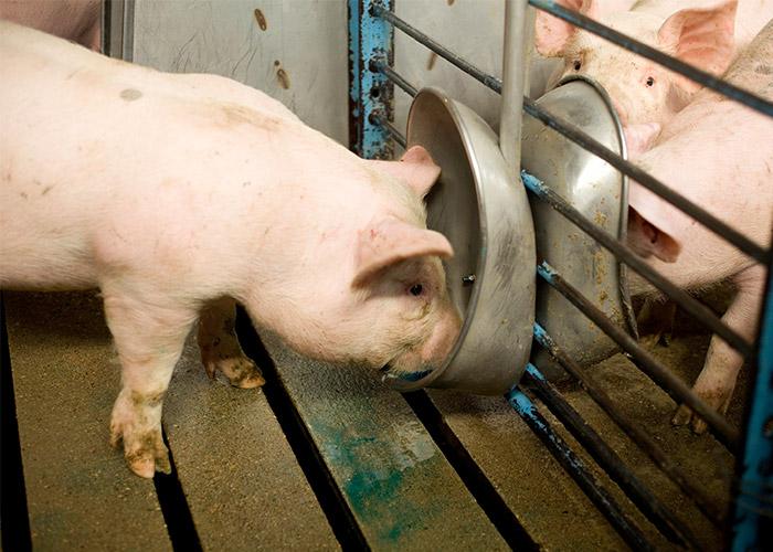 a pig drinking water mixed with Enterisol Ileitis vaccine