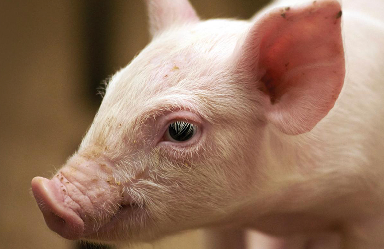 Closeup of young pig face