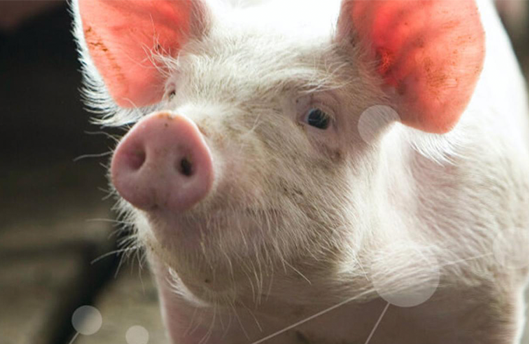 Closeup of pig face