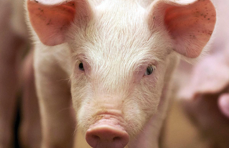 Closeup of pig face