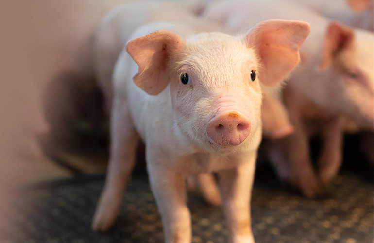 Young pig staring into camera