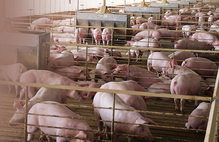 A farm full of pigs