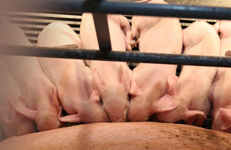Baby pigs feeding on mom pig