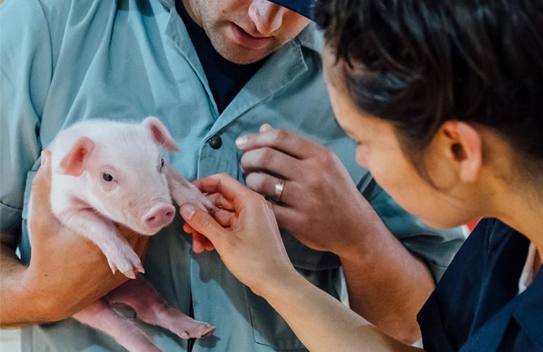 Vet holding a Piglet for SwineResource.com Health Information