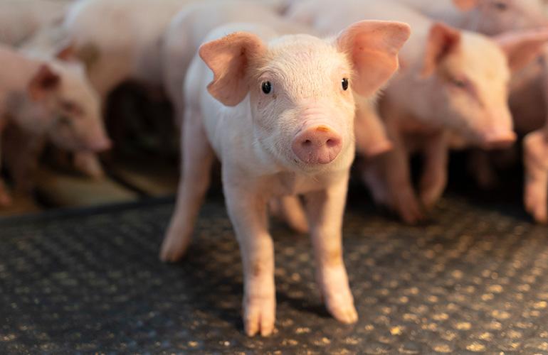 piglet inside a barn