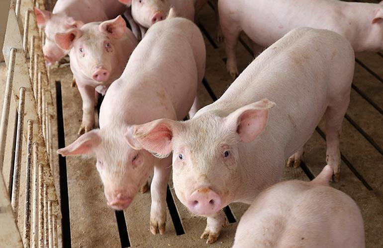 pigs in a barn