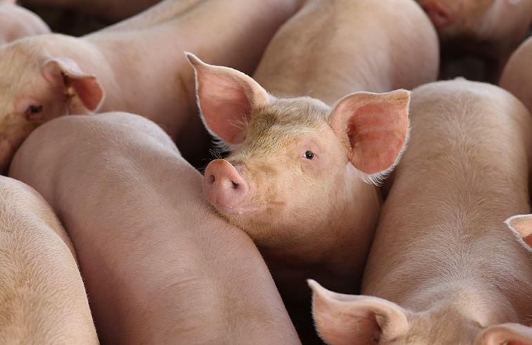 pigs gathered together in a barn