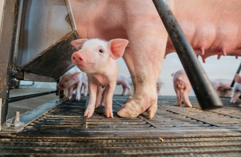 piglet next to parent pig