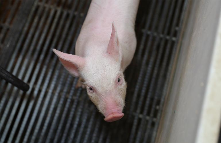 healthy pig